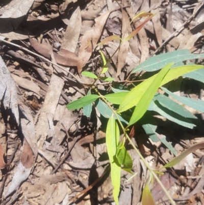 Eucalyptus radiata subsp. robertsonii (Robertson's Peppermint) at Lower Cotter Catchment - 4 Oct 2021 by danswell