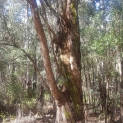 Eucalyptus radiata subsp. robertsonii at Cotter River, ACT - 4 Oct 2021 02:02 PM