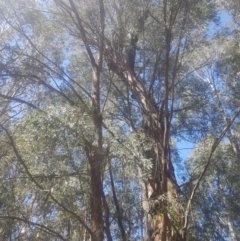 Eucalyptus radiata subsp. robertsonii at Cotter River, ACT - 4 Oct 2021 02:02 PM