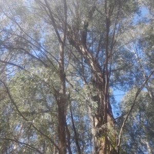 Eucalyptus radiata subsp. robertsonii at Cotter River, ACT - 4 Oct 2021