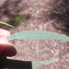 Eucalyptus radiata subsp. robertsonii at Cotter River, ACT - 4 Oct 2021 02:02 PM