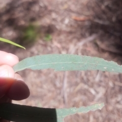 Eucalyptus radiata subsp. robertsonii at Cotter River, ACT - 4 Oct 2021
