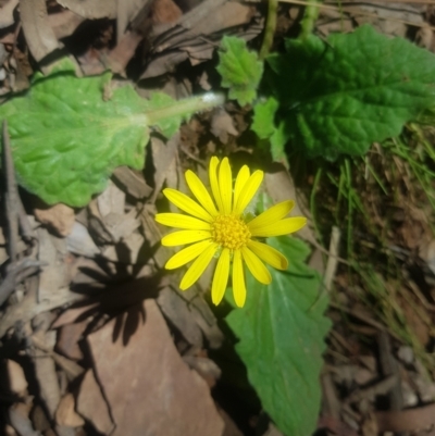 Cymbonotus sp. (preissianus or lawsonianus) (Bears Ears) at Cotter River, ACT - 4 Oct 2021 by danswell