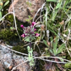 Parentucellia latifolia (Red Bartsia) at Kambah, ACT - 3 Oct 2021 by rosiecooney