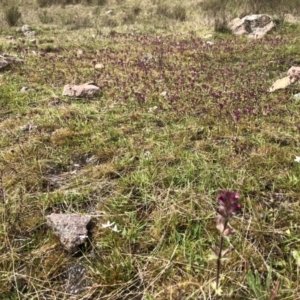 Parentucellia latifolia at Kambah, ACT - 3 Oct 2021