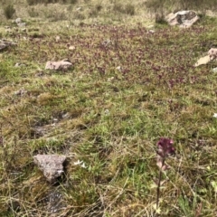 Parentucellia latifolia at Kambah, ACT - 3 Oct 2021