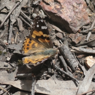 Vanessa kershawi (Australian Painted Lady) at Bruce Ridge to Gossan Hill - 5 Oct 2021 by AlisonMilton