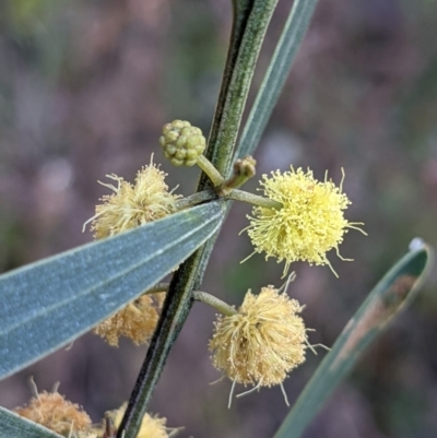 Acacia stricta (Straight Wattle) at Currawang, NSW - 2 Oct 2021 by camcols