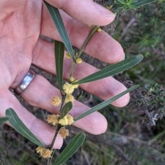 Acacia stricta at Currawang, NSW - 2 Oct 2021