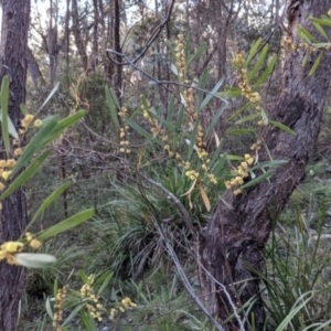 Acacia stricta at Currawang, NSW - 2 Oct 2021