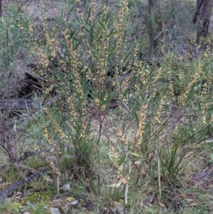 Acacia stricta at Currawang, NSW - 2 Oct 2021