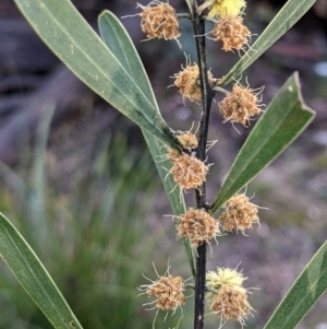 Acacia stricta at Currawang, NSW - 2 Oct 2021