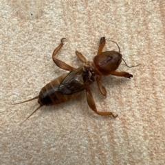 Gryllotalpa australis (Mole cricket) at Murrumbateman, NSW - 5 Oct 2021 by SimoneC