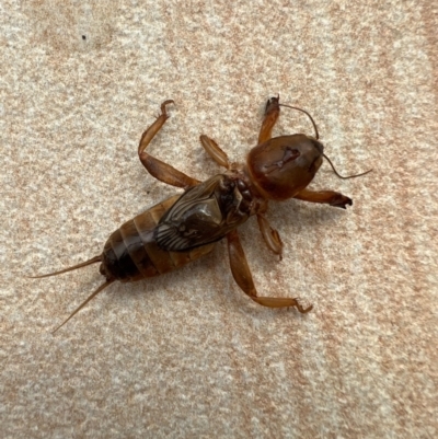 Gryllotalpa australis (Mole cricket) at Murrumbateman, NSW - 5 Oct 2021 by SimoneC