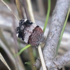 Platybrachys decemmacula (Green-faced gum hopper) at Bruce, ACT - 5 Oct 2021 by AlisonMilton