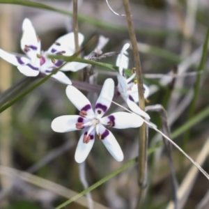 Wurmbea dioica subsp. dioica at Majura, ACT - 5 Oct 2021