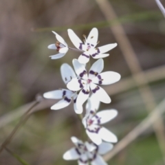 Wurmbea dioica subsp. dioica at Majura, ACT - 5 Oct 2021