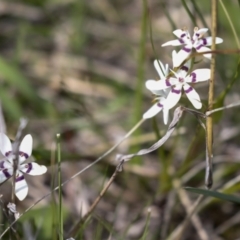 Wurmbea dioica subsp. dioica at Majura, ACT - 5 Oct 2021