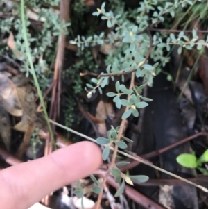 Leptospermum myrtifolium at Tennent, ACT - 3 Oct 2021