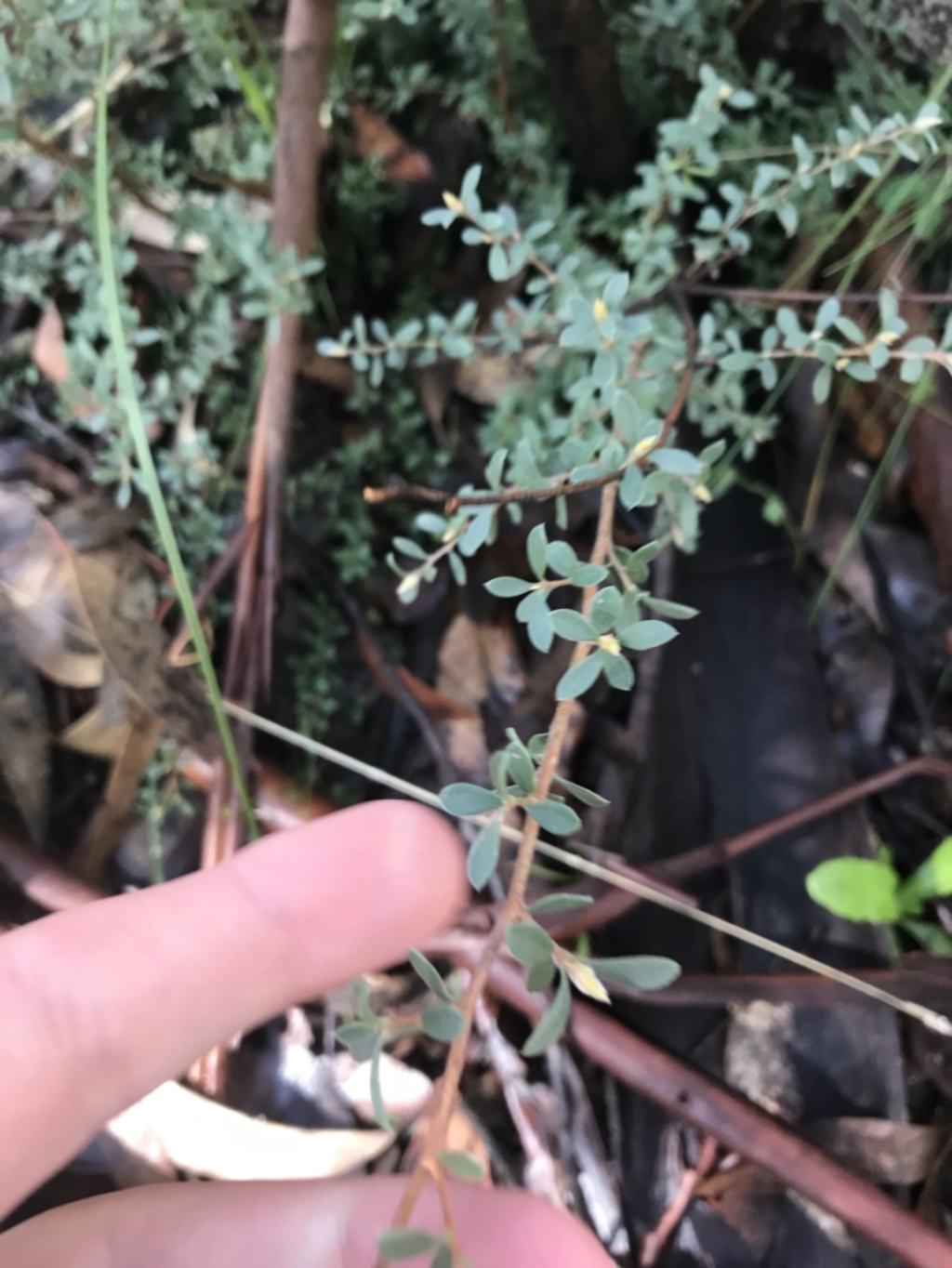 Leptospermum myrtifolium at Tennent, ACT - 3 Oct 2021