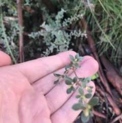 Leptospermum myrtifolium at Tennent, ACT - 3 Oct 2021 09:43 AM