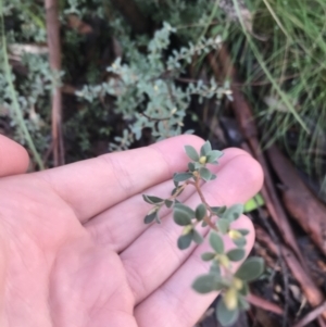 Leptospermum myrtifolium at Tennent, ACT - 3 Oct 2021 09:43 AM