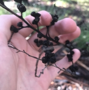 Leptospermum myrtifolium at Tennent, ACT - 3 Oct 2021