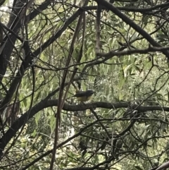 Eopsaltria australis (Eastern Yellow Robin) at Namadgi National Park - 2 Oct 2021 by Tapirlord