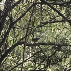 Eopsaltria australis at Tennent, ACT - 3 Oct 2021 09:35 AM
