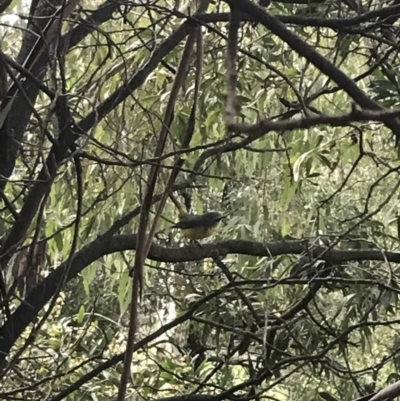 Eopsaltria australis (Eastern Yellow Robin) at Namadgi National Park - 2 Oct 2021 by Tapirlord