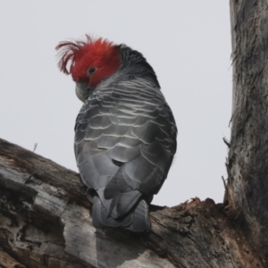 Callocephalon fimbriatum at Bruce, ACT - suppressed