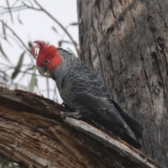 Callocephalon fimbriatum at Bruce, ACT - suppressed