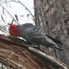 Callocephalon fimbriatum at Bruce, ACT - suppressed