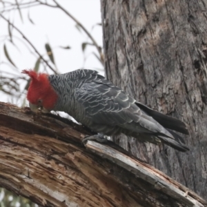 Callocephalon fimbriatum at Bruce, ACT - suppressed