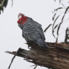 Callocephalon fimbriatum at Bruce, ACT - suppressed