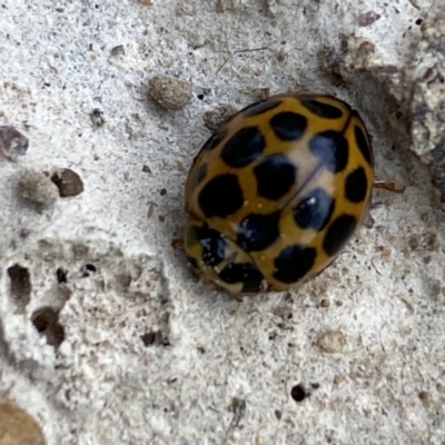 Harmonia conformis (Common Spotted Ladybird) at Coolac, NSW - 5 Oct 2021 by SteveBorkowskis