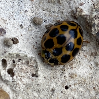 Harmonia conformis (Common Spotted Ladybird) at Coolac, NSW - 5 Oct 2021 by Steve_Bok