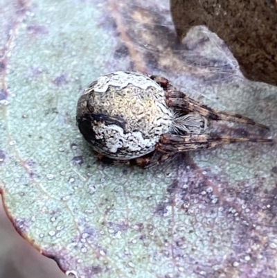 Salsa fuliginata (Sooty Orb-weaver) at Coolac, NSW - 5 Oct 2021 by Steve_Bok