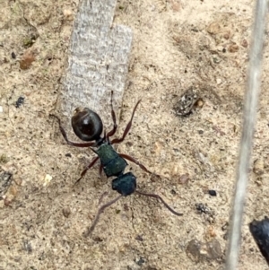 Polyrhachis hookeri at Coolac, NSW - 5 Oct 2021 04:01 PM