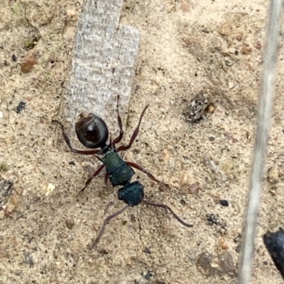 Polyrhachis hookeri (Spiny ant) at Coolac, NSW - 5 Oct 2021 by SteveBorkowskis