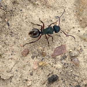 Polyrhachis hookeri at Coolac, NSW - 5 Oct 2021