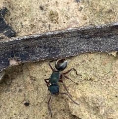 Polyrhachis hookeri at Coolac, NSW - 5 Oct 2021