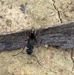 Polyrhachis hookeri at Coolac, NSW - 5 Oct 2021