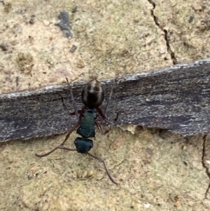 Polyrhachis hookeri at Coolac, NSW - 5 Oct 2021 04:01 PM