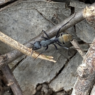 Camponotus aeneopilosus (A Golden-tailed sugar ant) at Coolac, NSW - 5 Oct 2021 by SteveBorkowskis