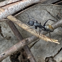 Camponotus aeneopilosus at Coolac, NSW - 5 Oct 2021 03:59 PM