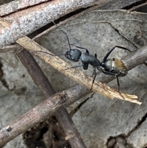 Camponotus aeneopilosus at Coolac, NSW - 5 Oct 2021 03:59 PM