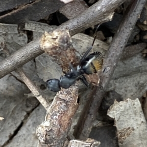 Camponotus aeneopilosus at Coolac, NSW - 5 Oct 2021 03:59 PM