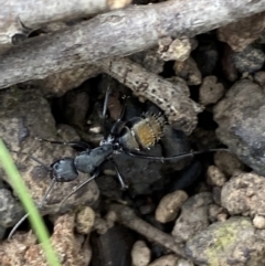 Camponotus aeneopilosus at Coolac, NSW - 5 Oct 2021