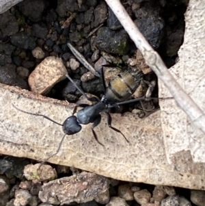 Camponotus aeneopilosus at Coolac, NSW - 5 Oct 2021 03:59 PM